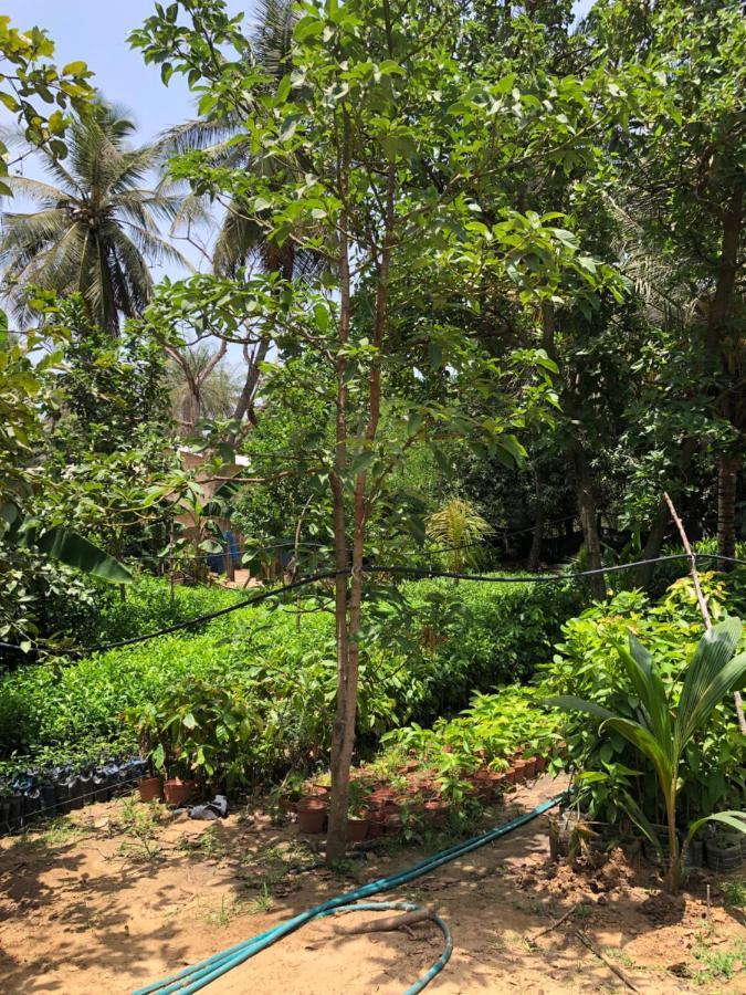 Villa Nemocotier Cap Skirring Dış mekan fotoğraf